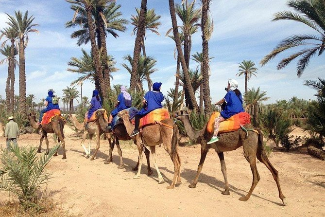 Balade à dos de dromadaire à la Palmeraie de Marrakech