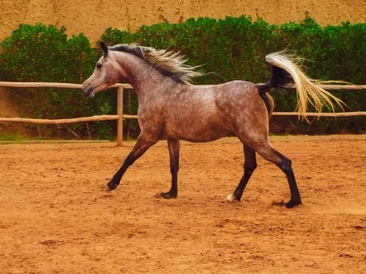 Balade famille cheval