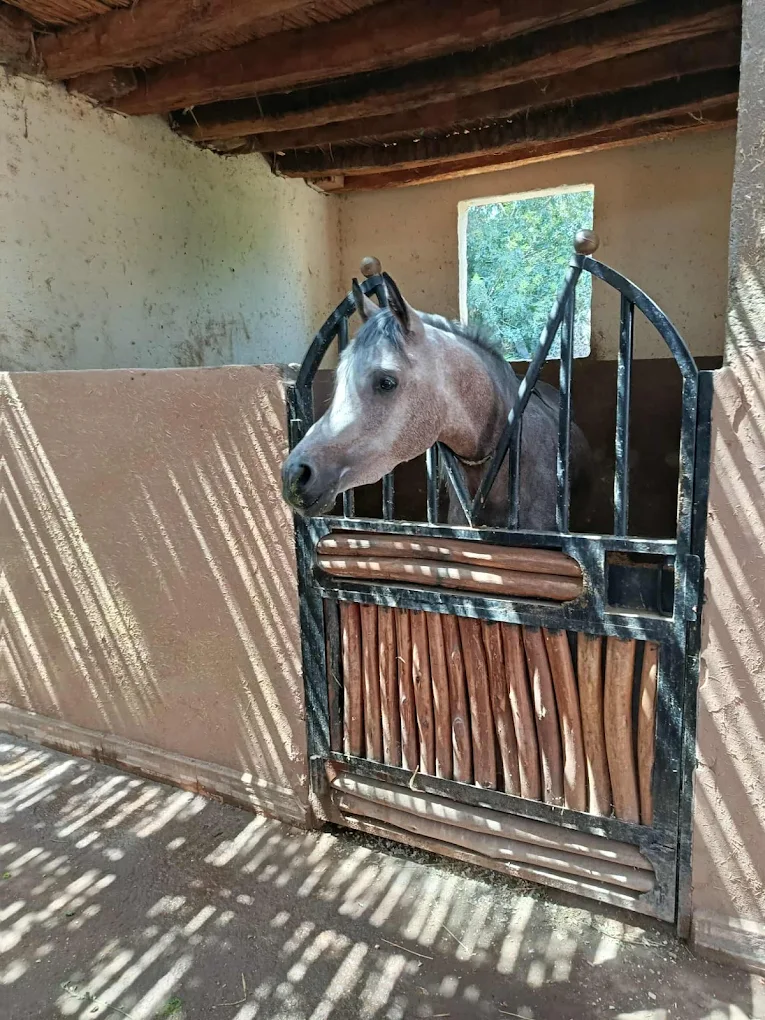 Cavaliers à Marrakech