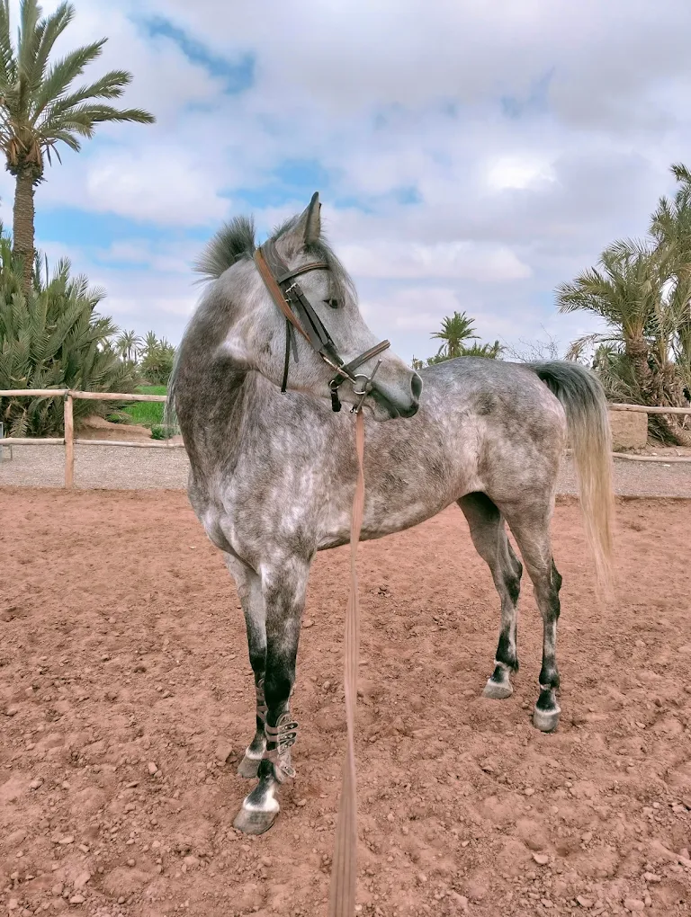 Chevaux dans la Palmeraie