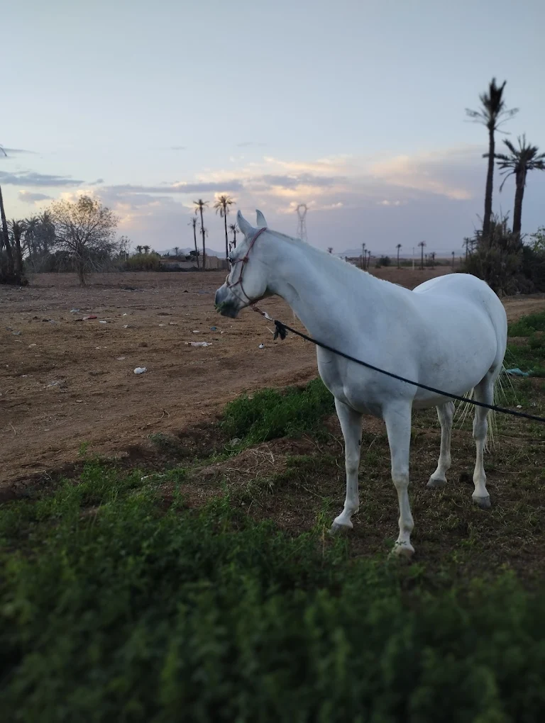 Balade à cheval Palmeraie