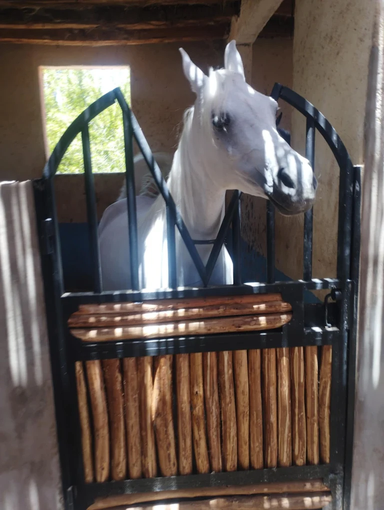 Palmeraie Marrakech cheval